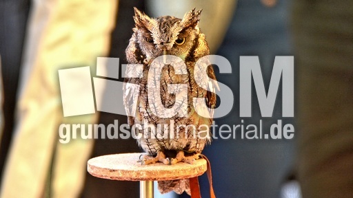 Choliba-Kreischeule (11).jpg